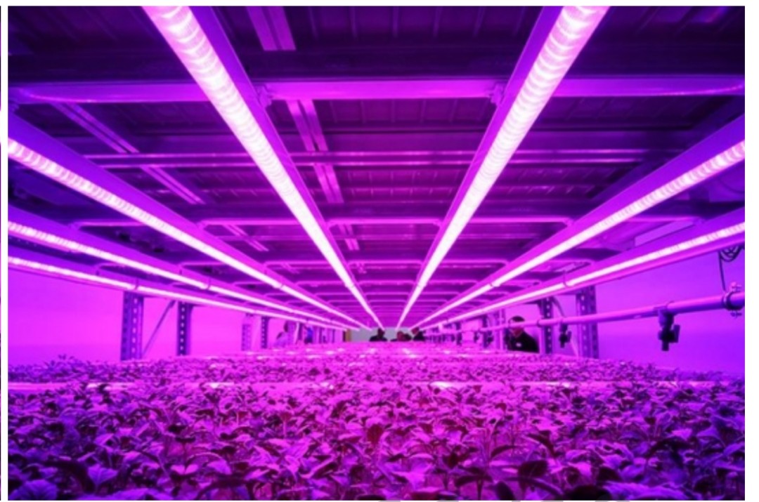 Plant grow Lighting Chip 